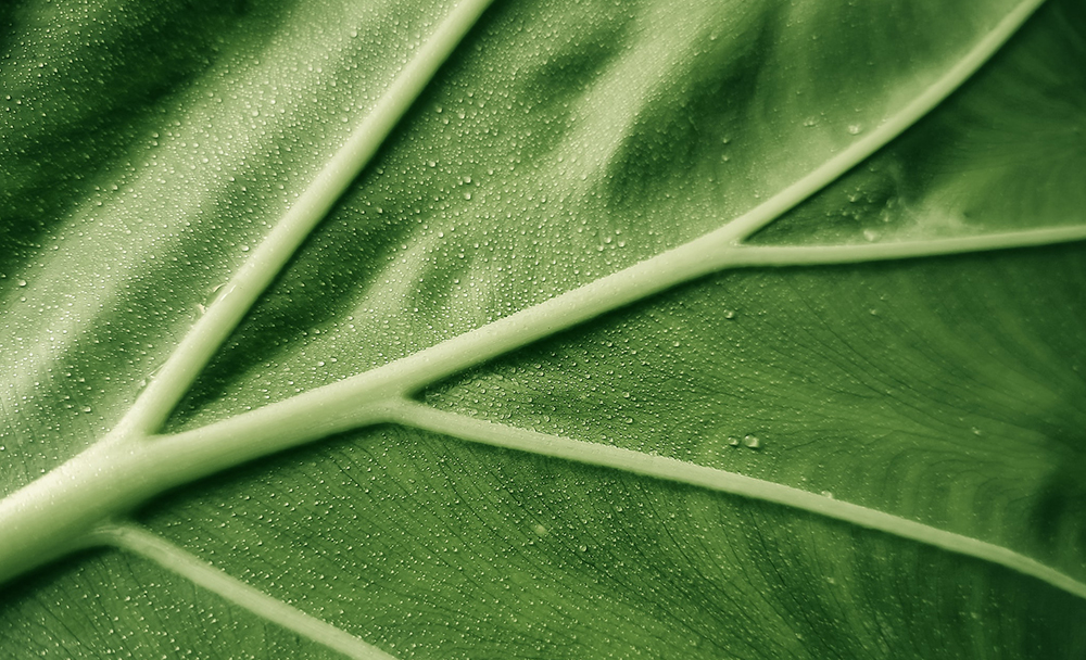 解锁植物的力量